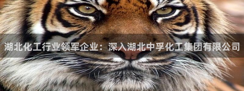 球盟会邮箱