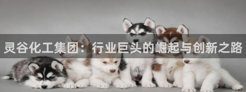 球盟会在线登录