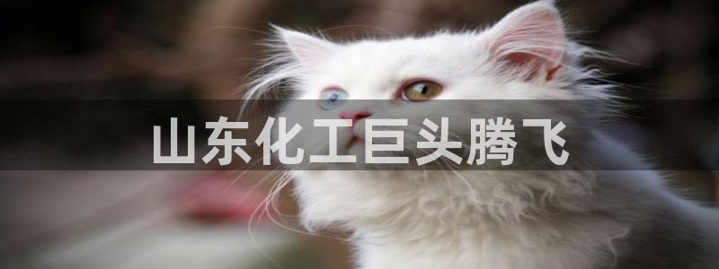 球盟会综合app下载：山东化工巨头腾飞