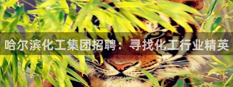 球盟会官方网站入口