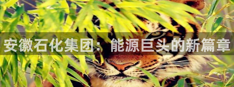 球盟会里面有打牌的嘛知乎