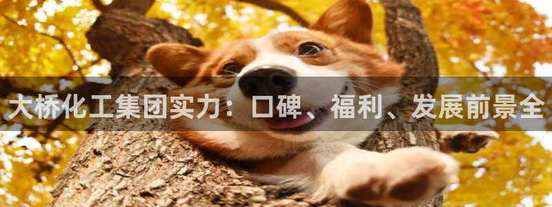 球盟会在线登录