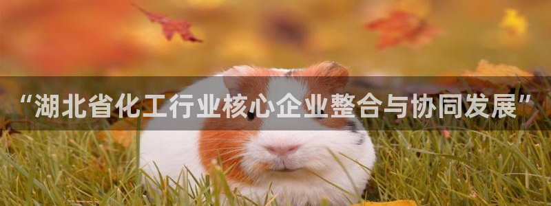 球盟会网页版：“湖北省化工行业核心企业整