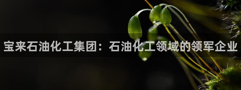 球盟会综合体育平台：宝来石油化工集团：石